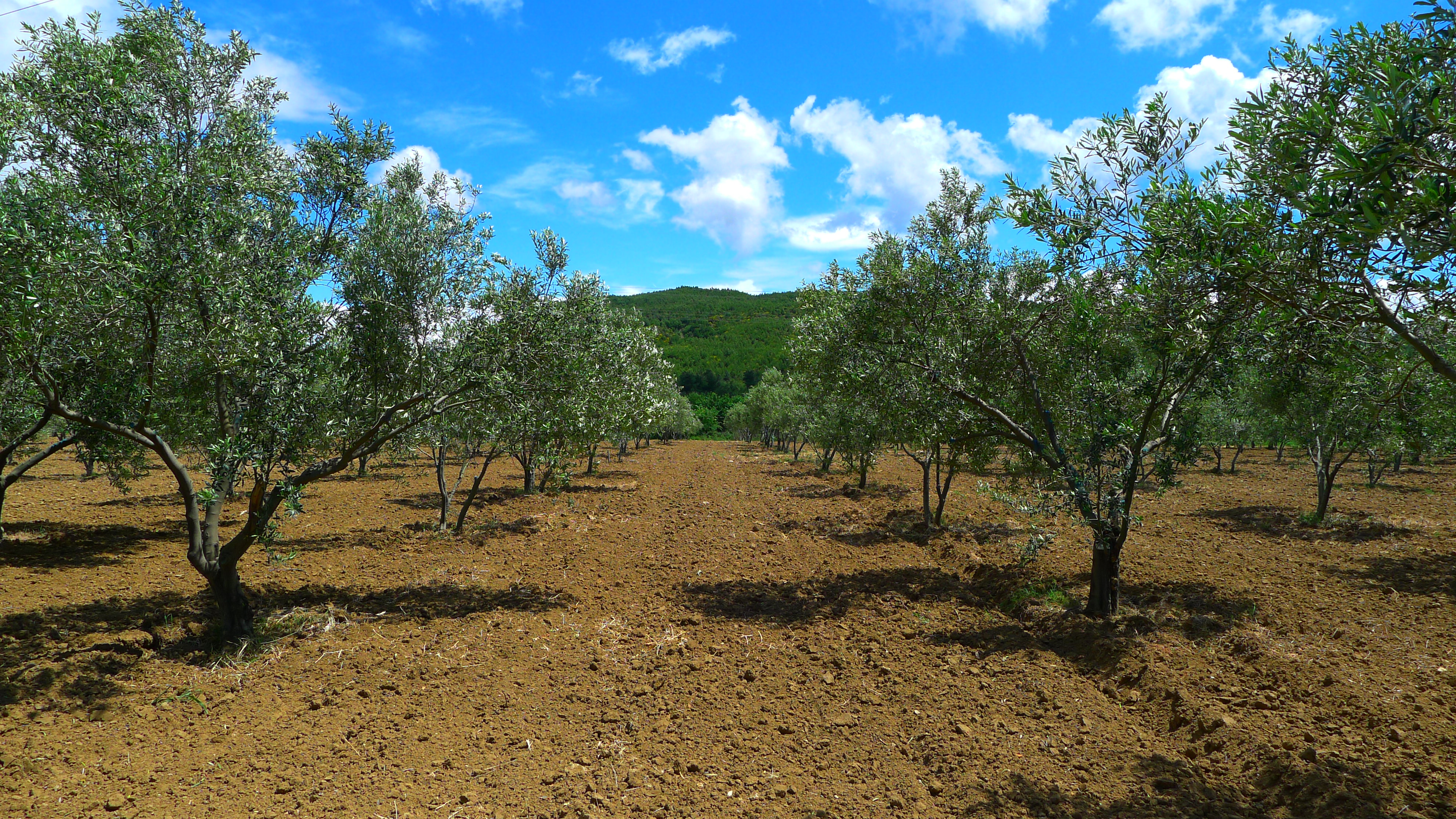 Our olive groves